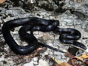 Click to Play Black Rat Snake Jigsaw Puzzle