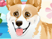 Click to Play Corgi Care