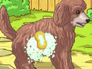 Click to Play Cute Poodle Puppy